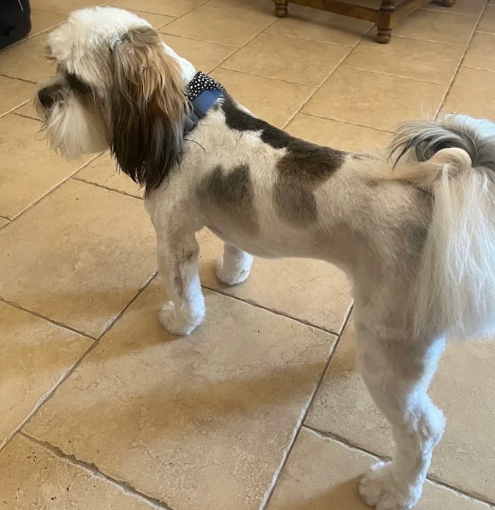 Shih Tzu Professional Groom